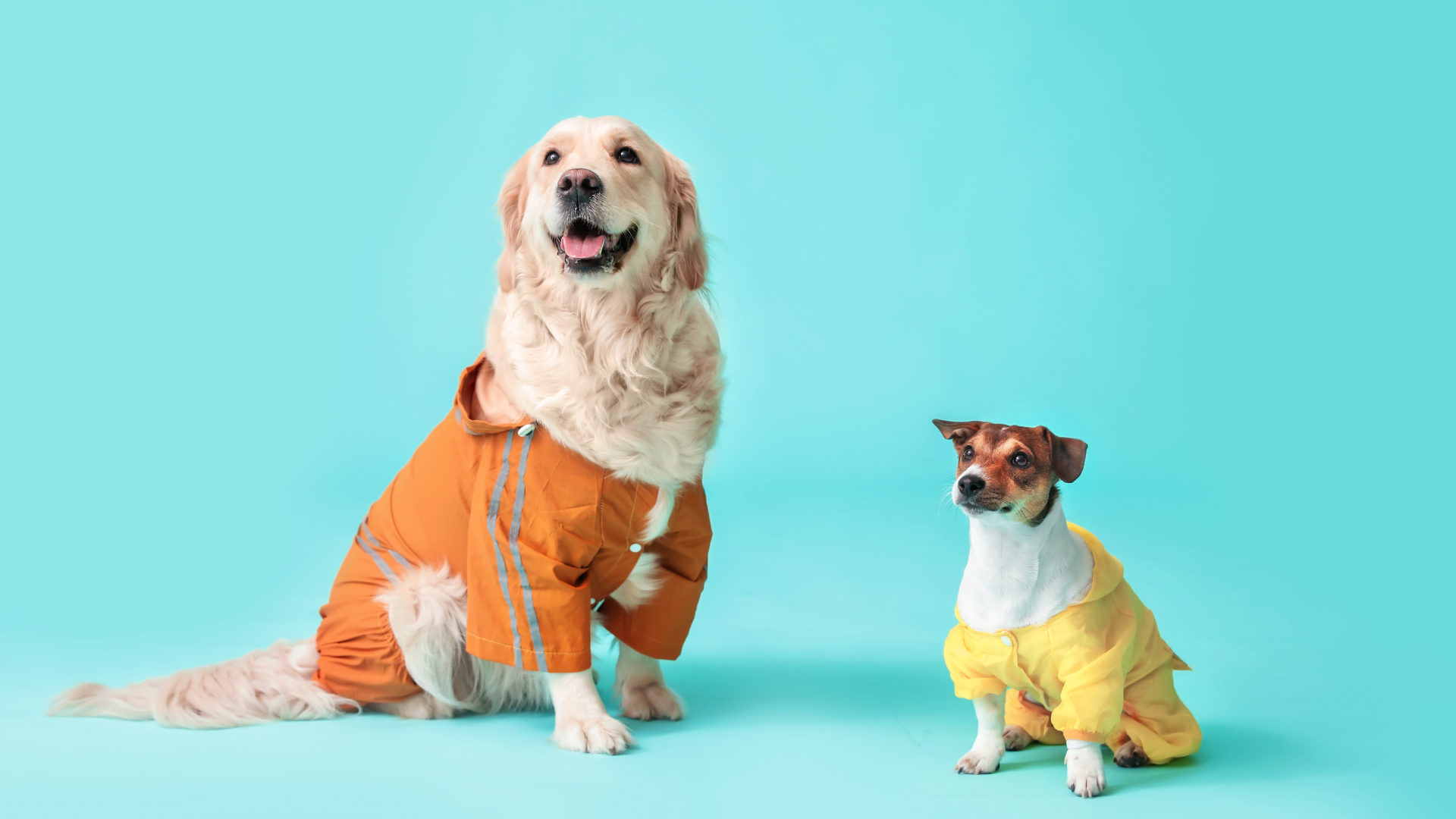 Two dogs wearing colorful raincoats on a blue background
