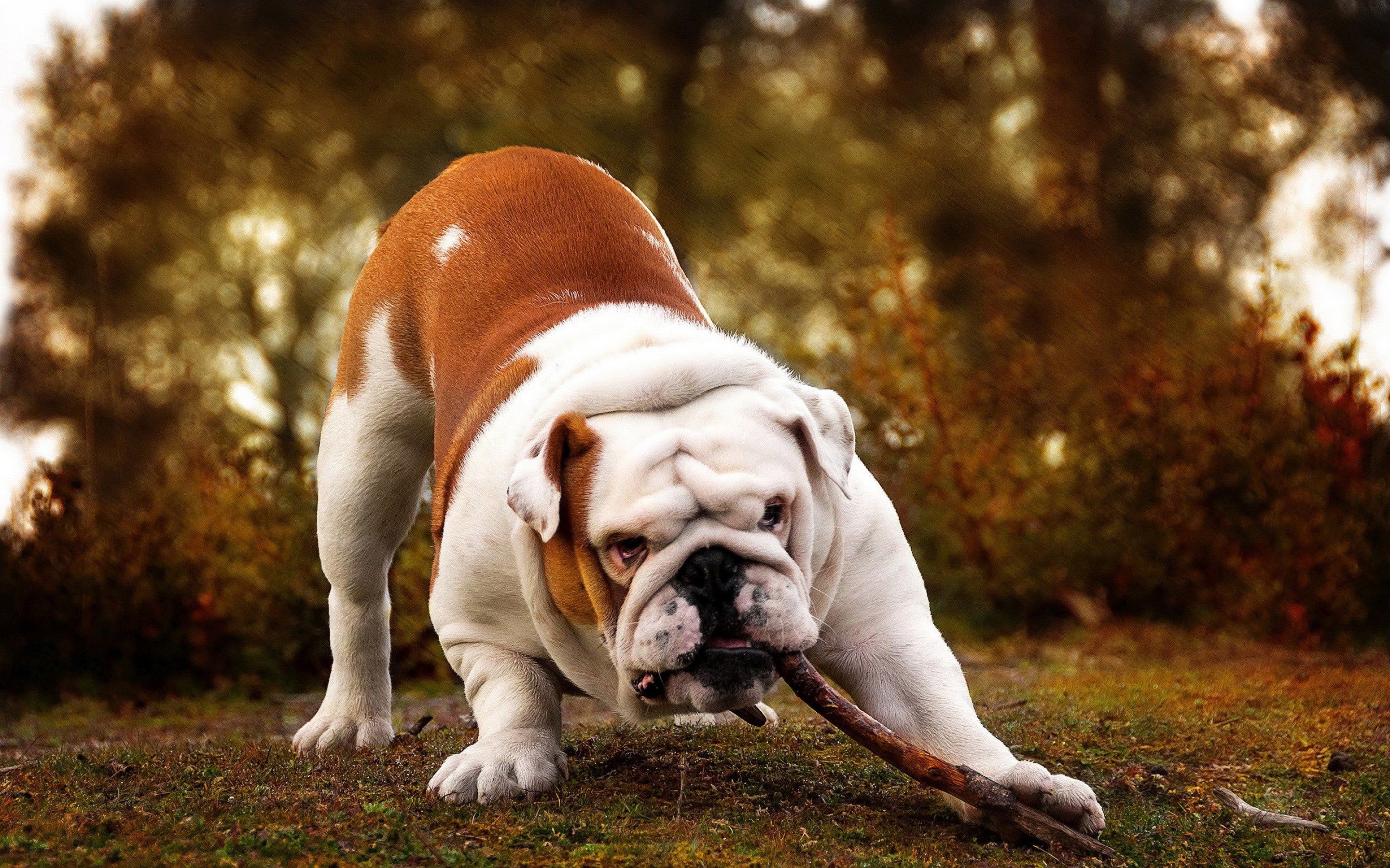 Bulldog playing with a stick in a natural setting