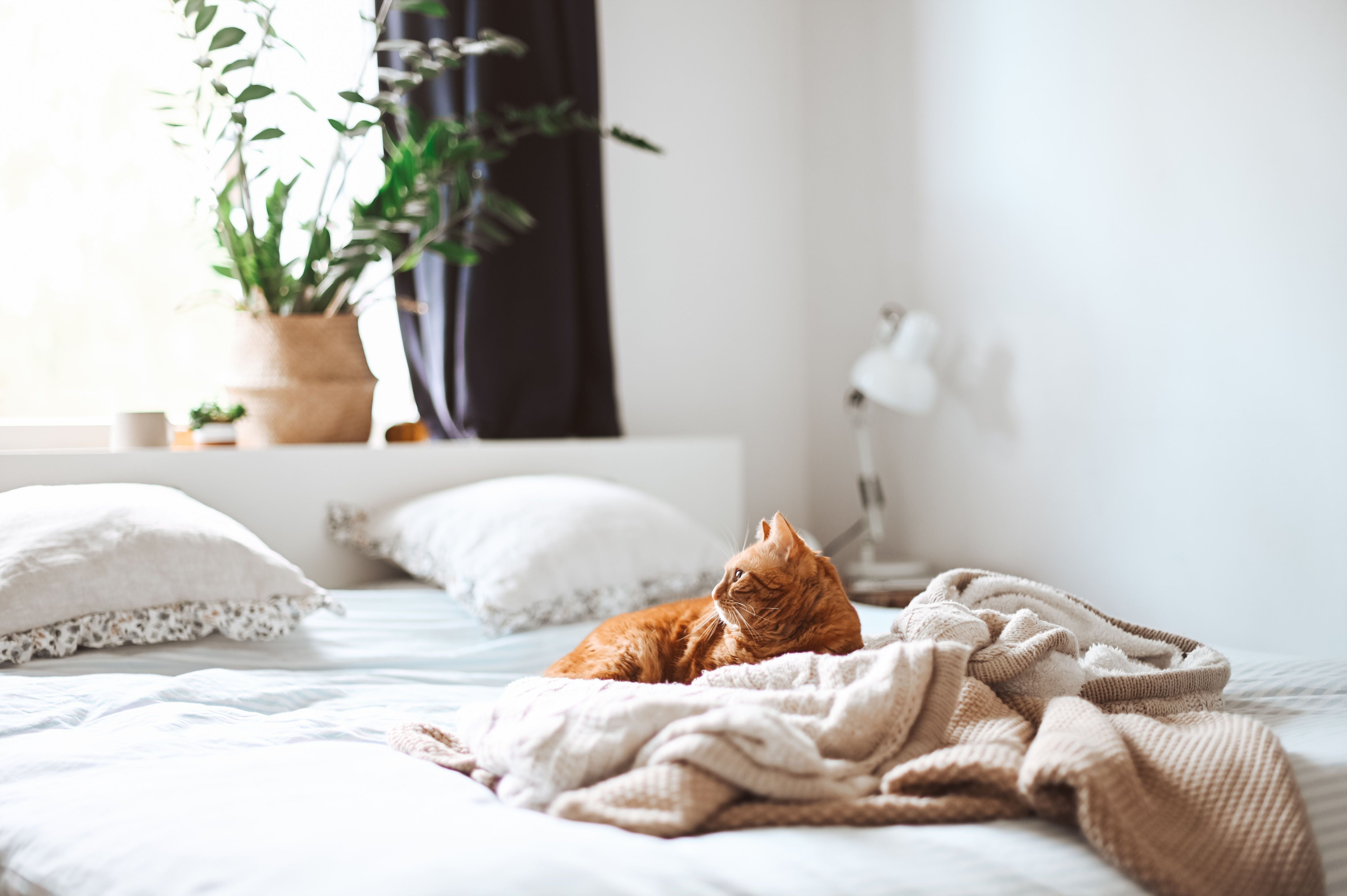 Cat lying on a bed with a blanket in a cozy bedroom setting