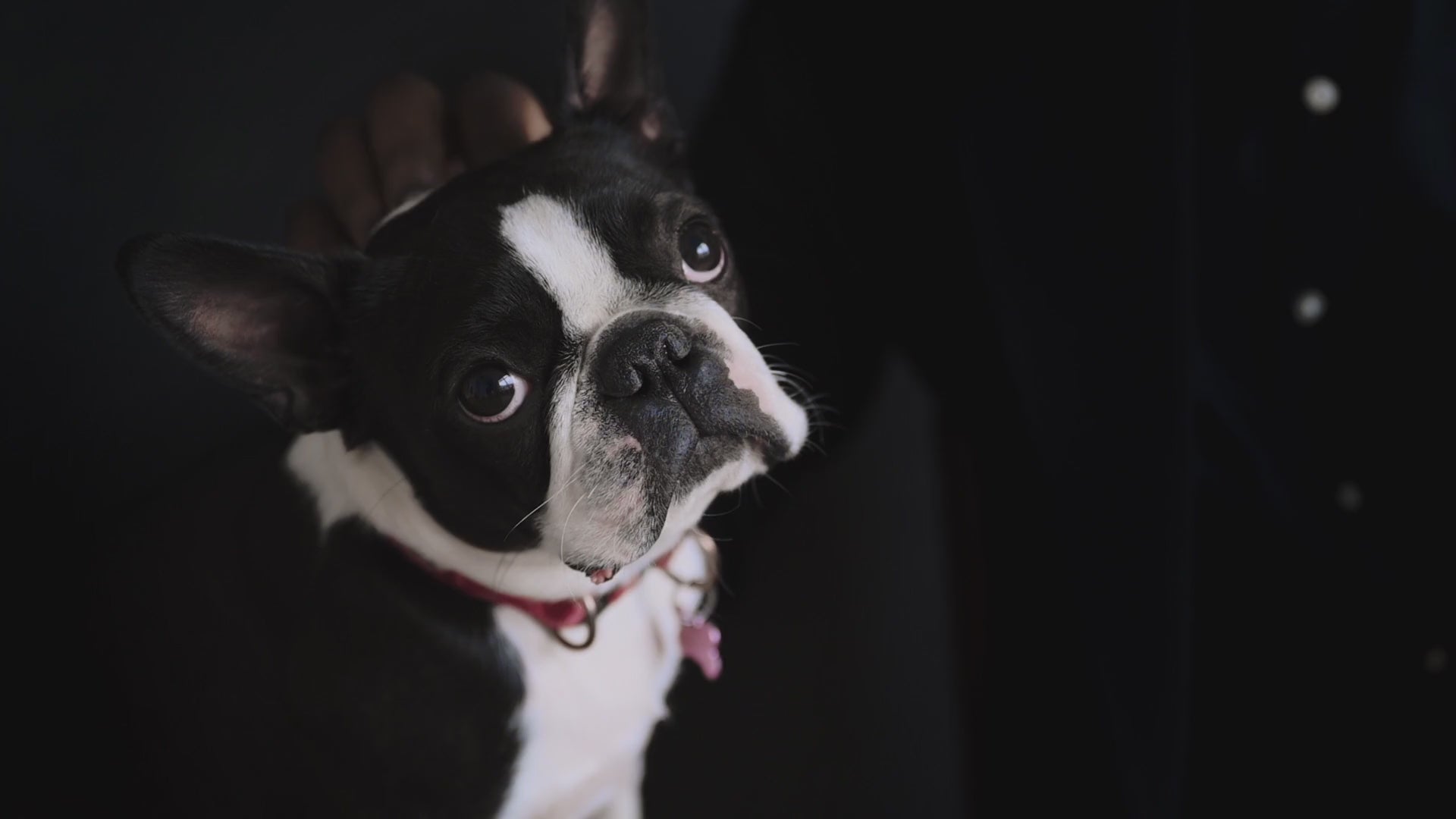 Video of a person petting their dog.