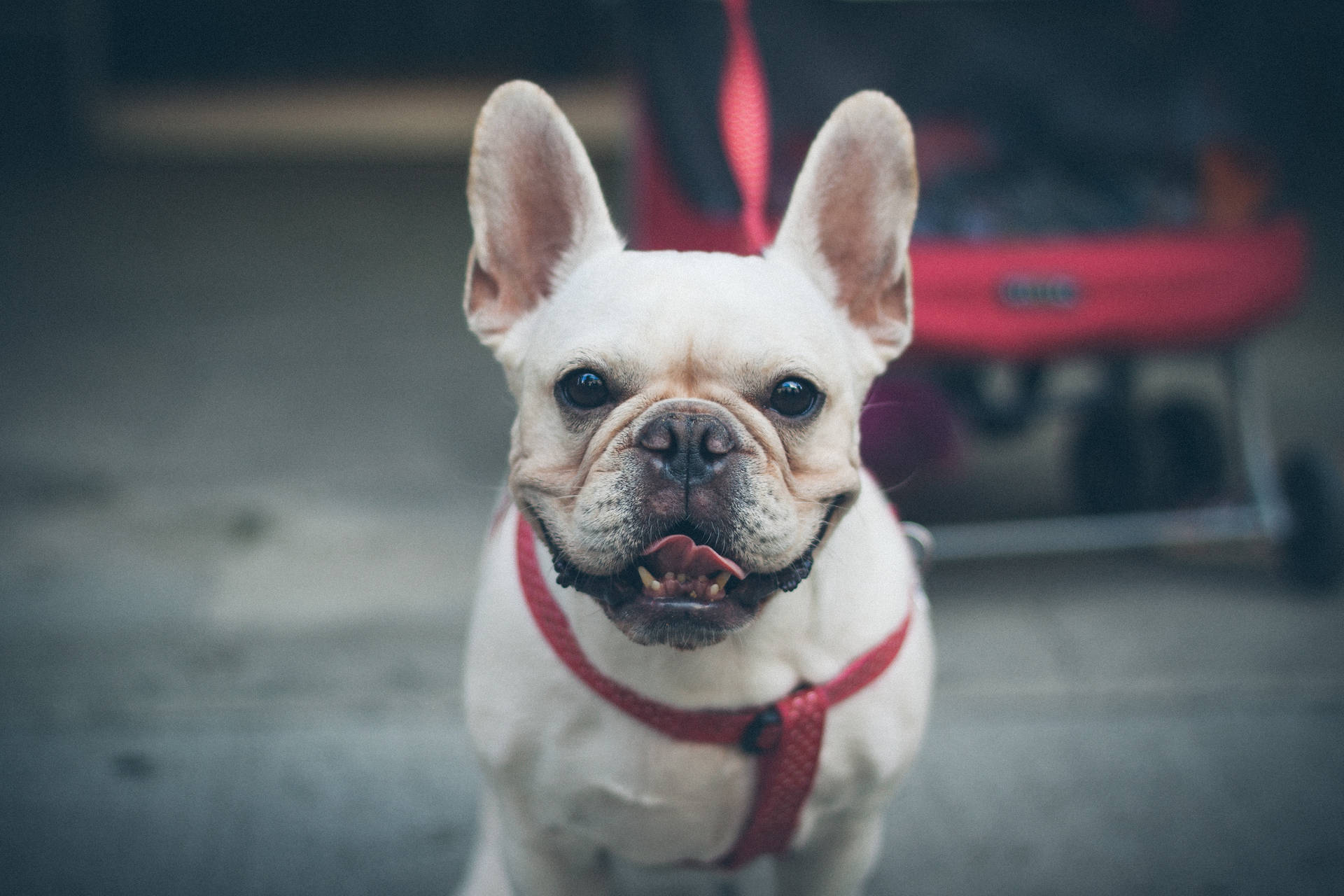 White dog with a red harness standing on a street