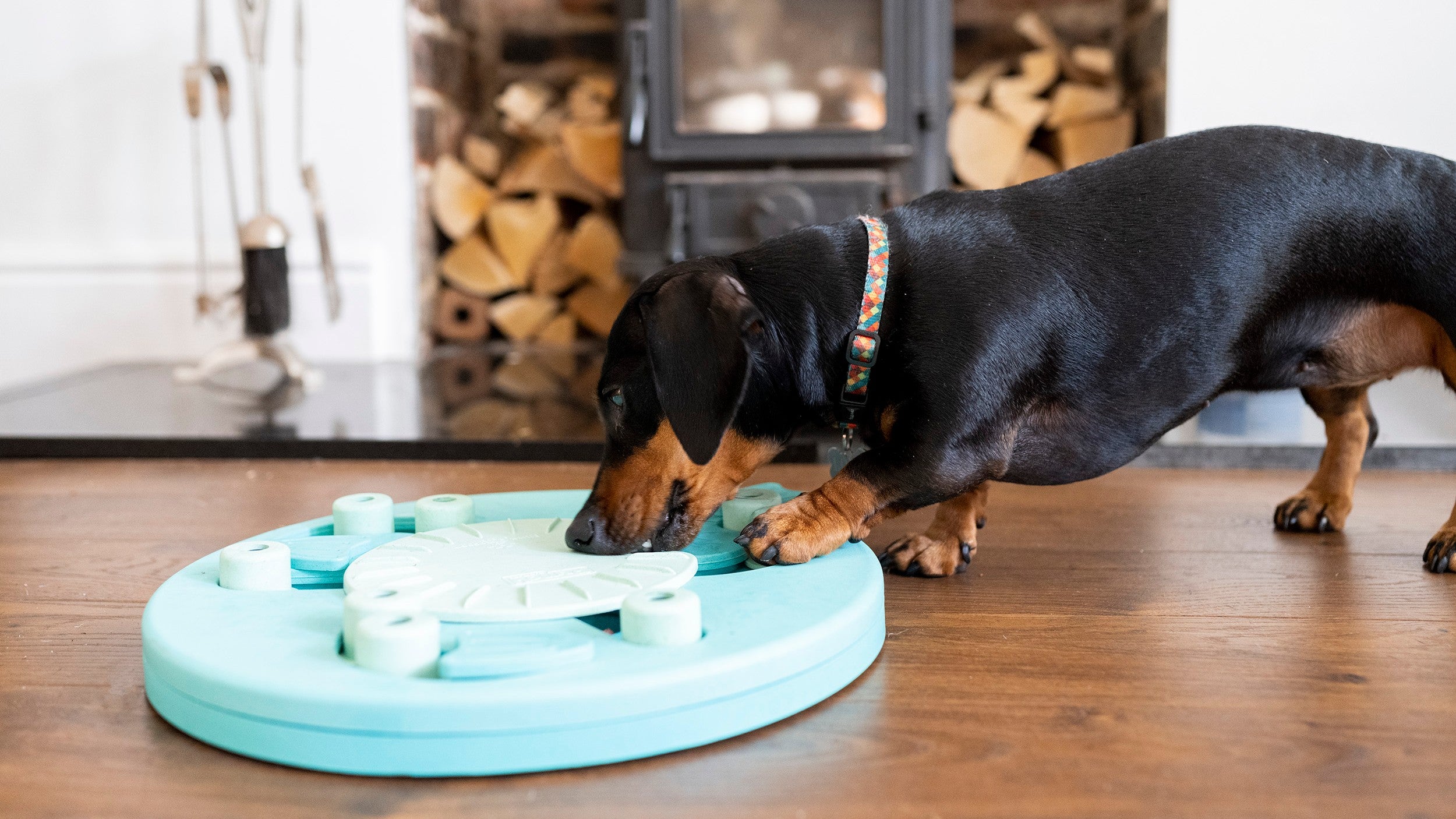 Dog playing with a blue puzzle toy on a wooden floor.